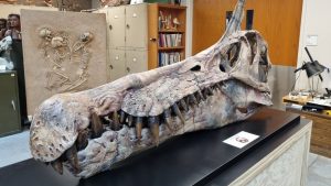 신종 공룡인 스피노사우루스 미라빌리스(Spinosaurus mirabilis)